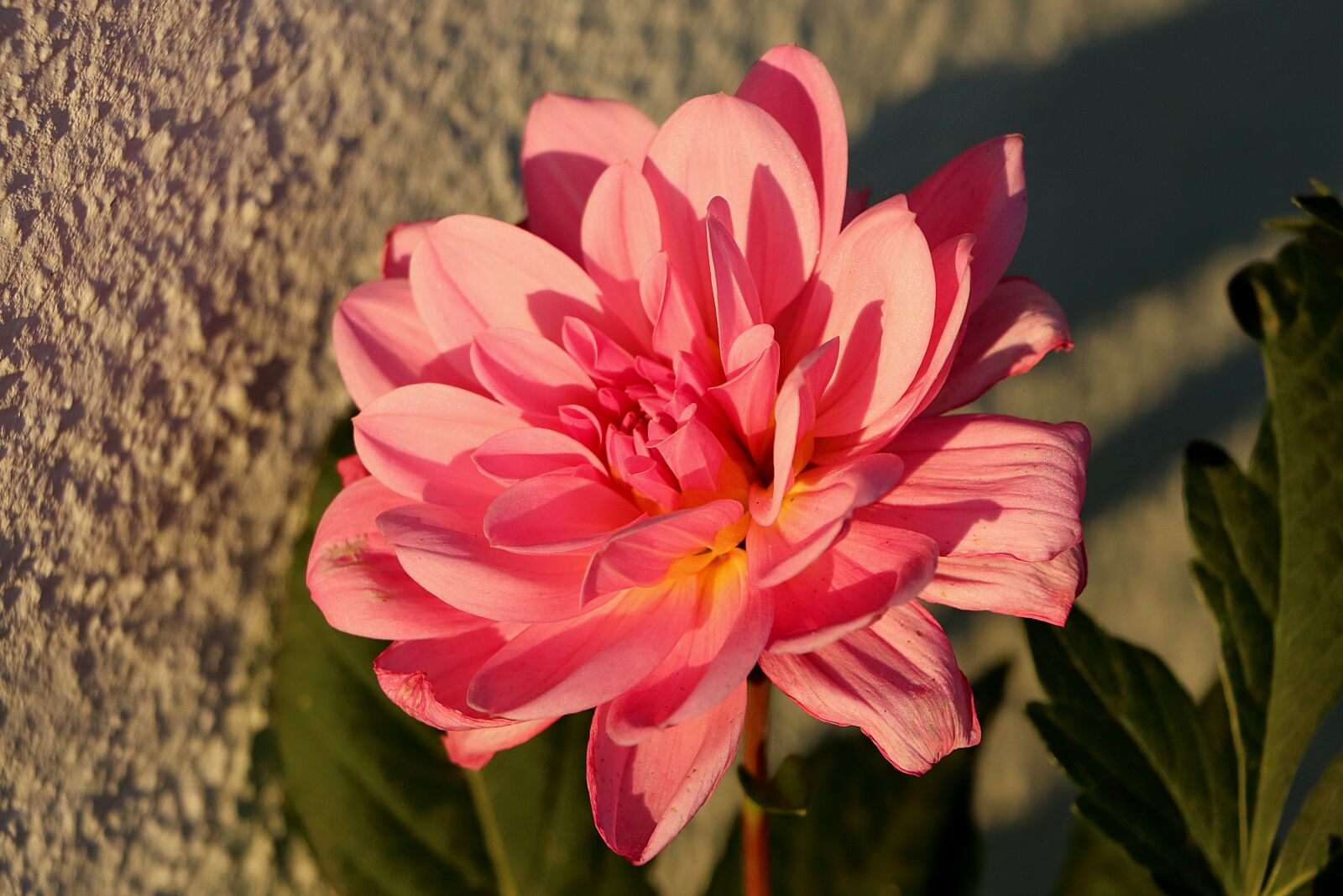 Canon EOS 77D (EOS 9000D / EOS 770D) sample photo. Dahlia, blossom, bloom photography