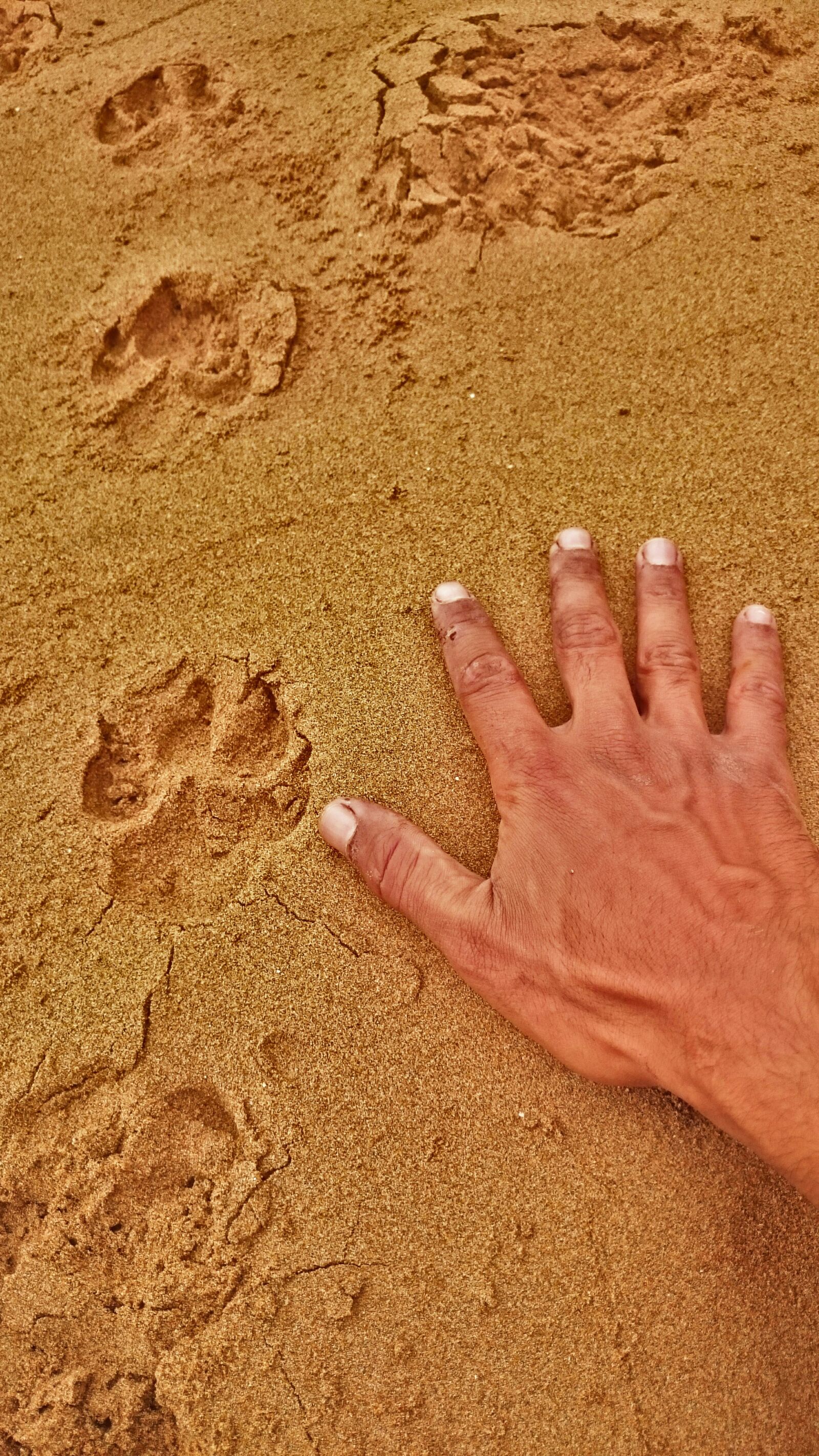 Sony Xperia Z1 sample photo. Tracking, hunter, footprint photography