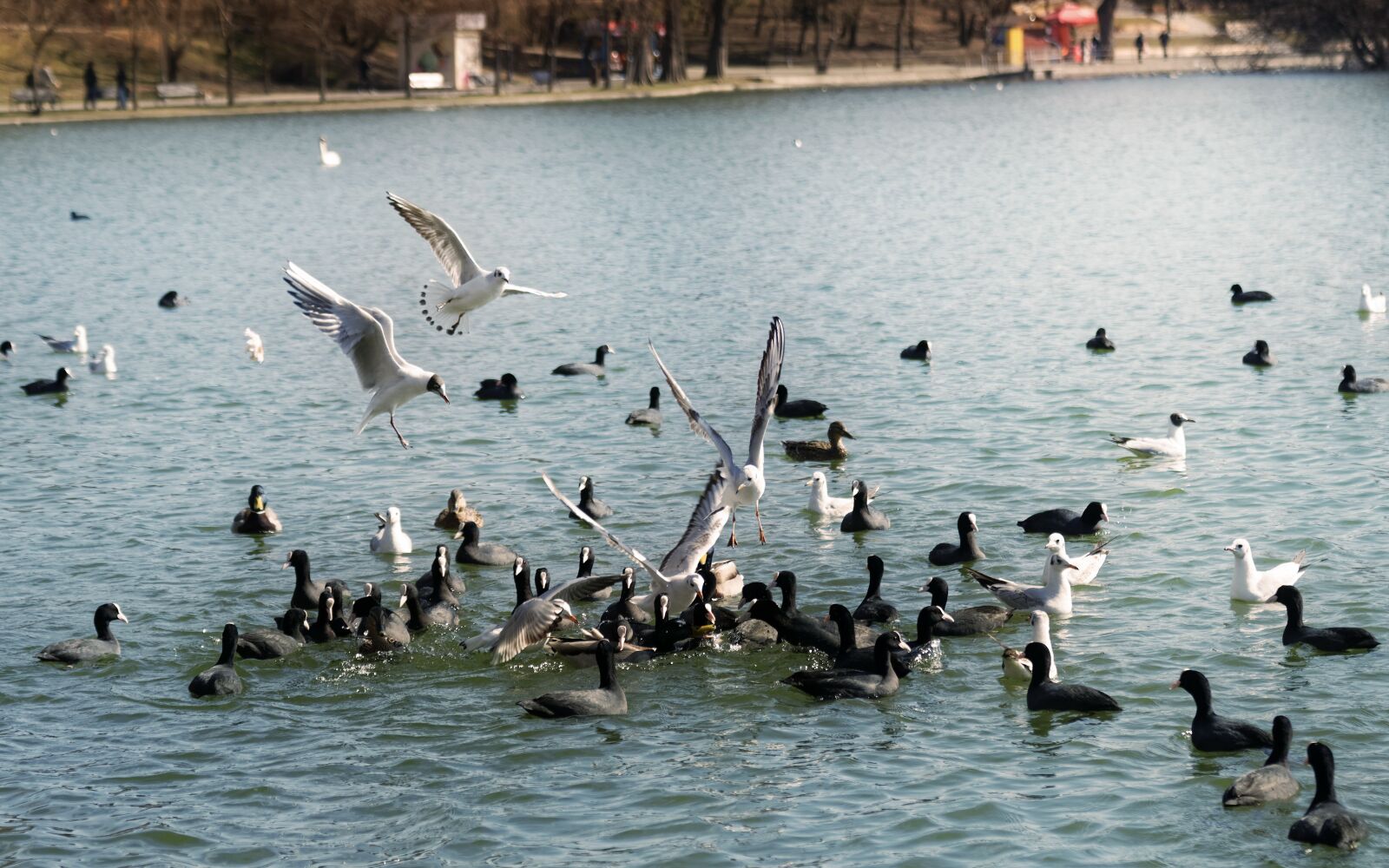 Nikon D5300 sample photo. Birds, seagulls, coots photography