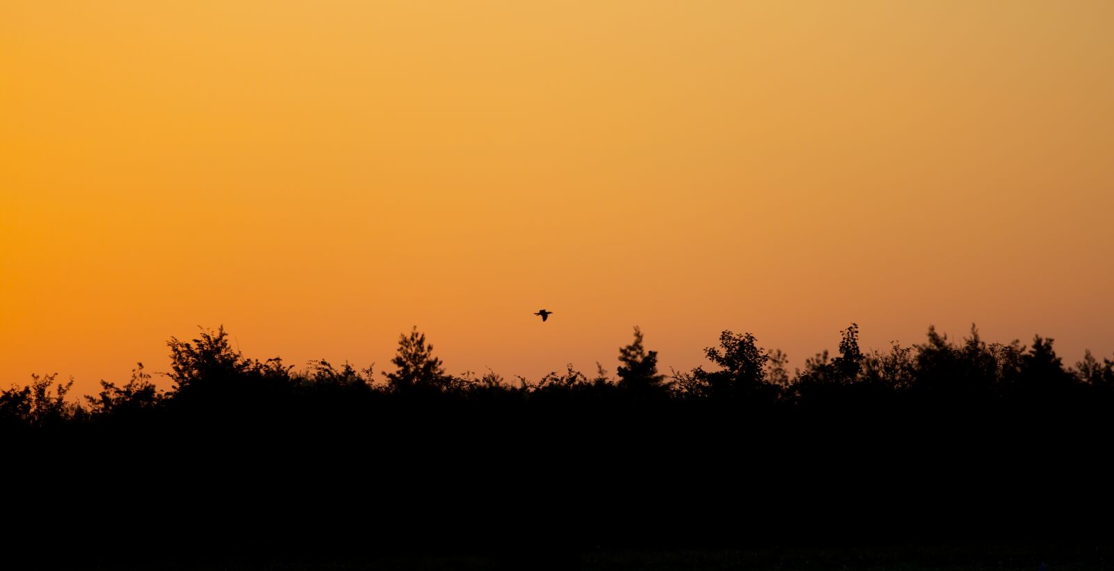Canon EOS 5D Mark III sample photo. Sunset, bird, grass photography