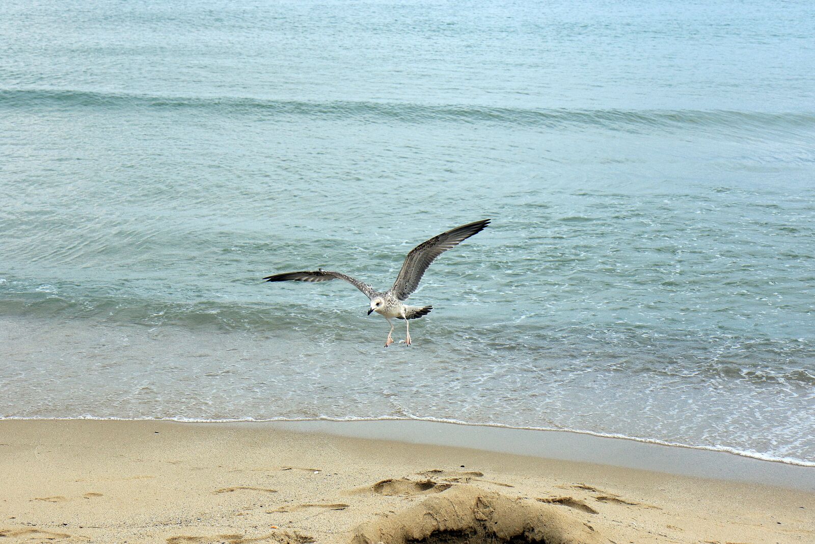 Canon EOS 7D Mark II sample photo. Seagull, flight, sea photography