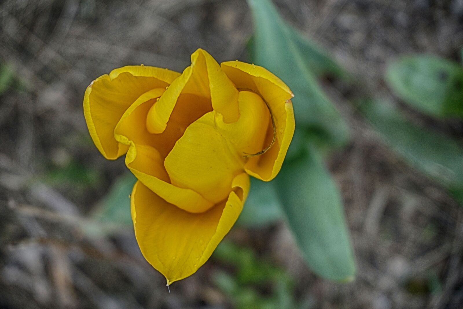 Sony a6000 sample photo. Tulip, flower, petal photography