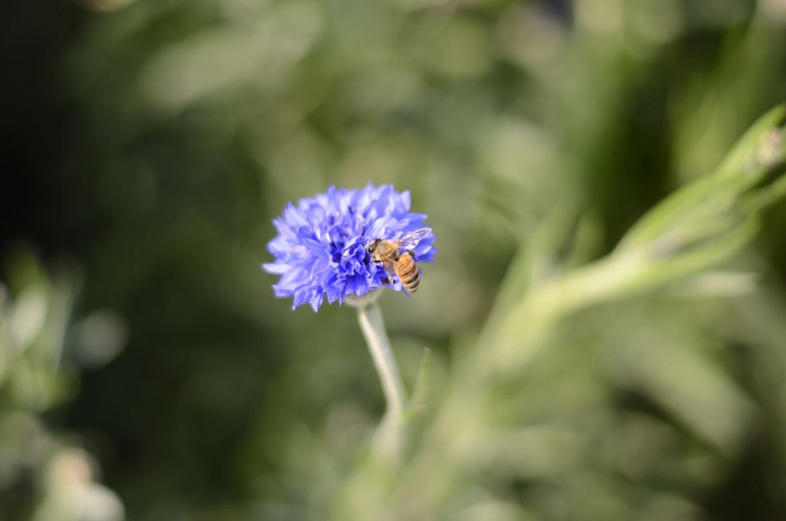 Nikon D5100 sample photo. Bee, flower, plant photography