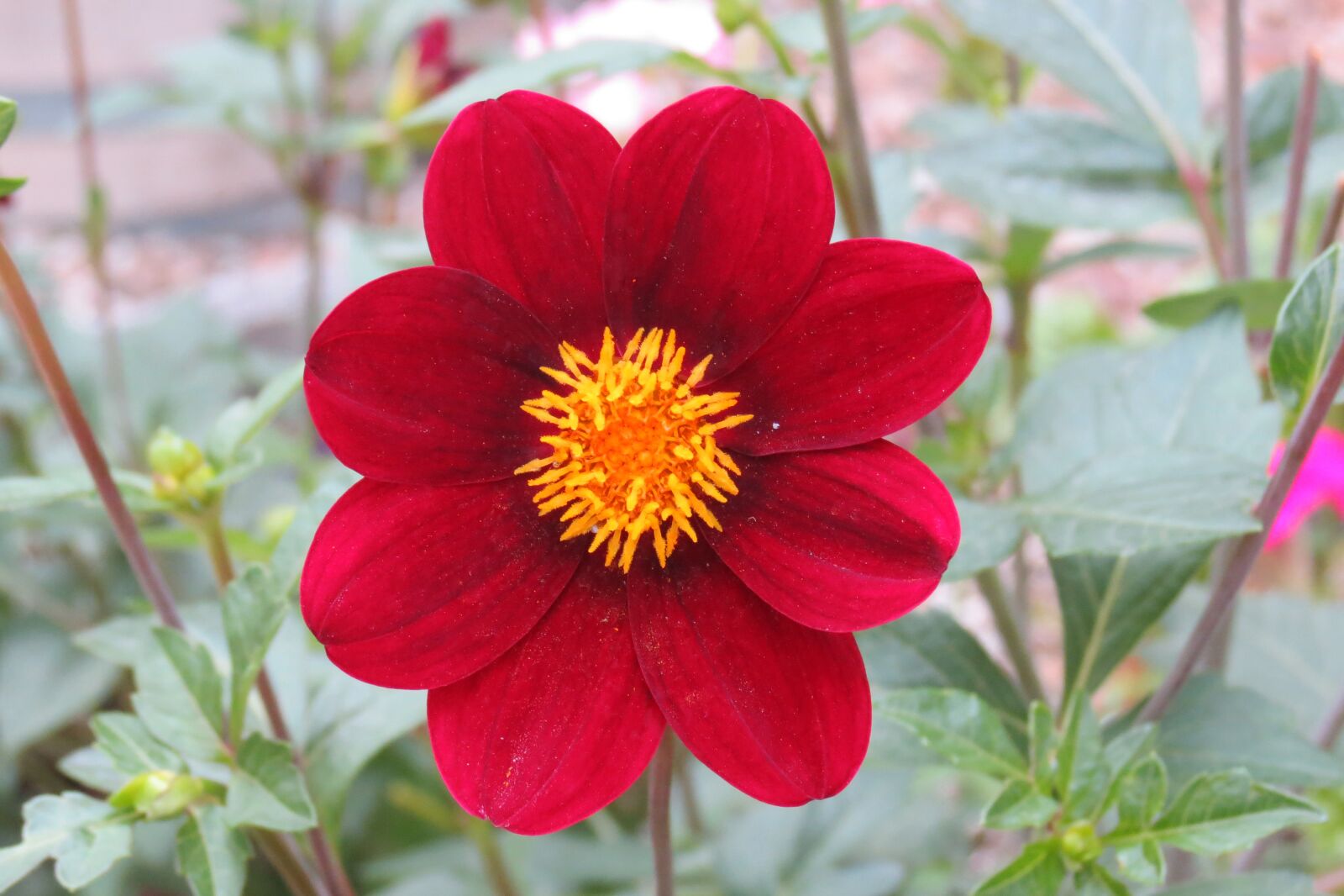 Canon PowerShot SX40 HS sample photo. Cosmos, flowers, nature photography