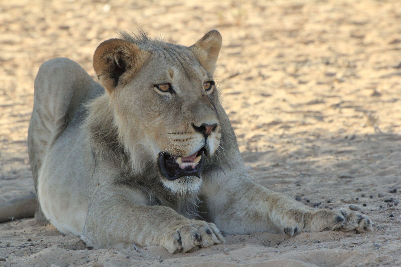 Canon EOS 550D (EOS Rebel T2i / EOS Kiss X4) sample photo. Lion, young, africa photography