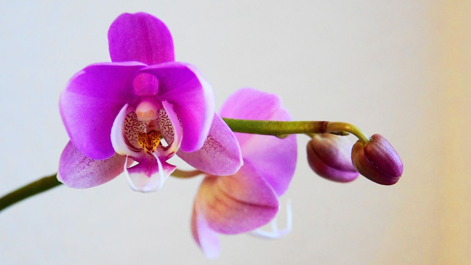 Sony a6000 sample photo. Orchid, flowers, bud photography
