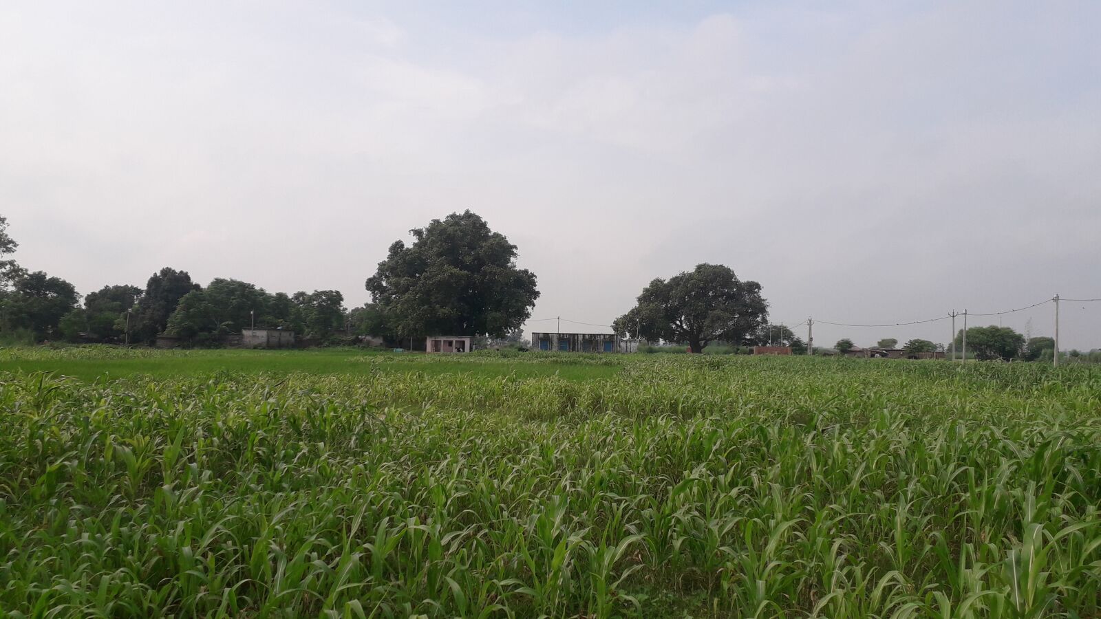 Samsung Galaxy J4 sample photo. Corn, field, wheat photography