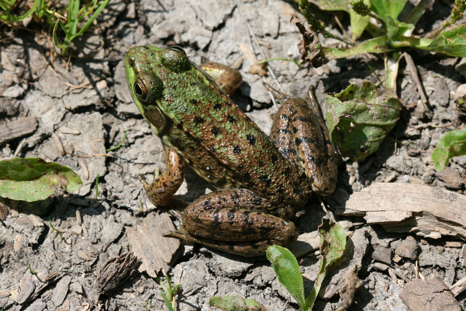 Canon EOS 400D (EOS Digital Rebel XTi / EOS Kiss Digital X) sample photo. Frog, amphibian, ground photography
