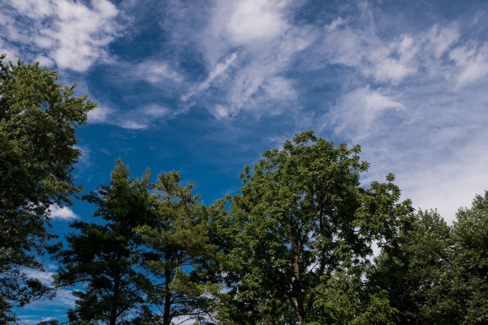 Nikon D7500 sample photo. Sky, trees, tree photography