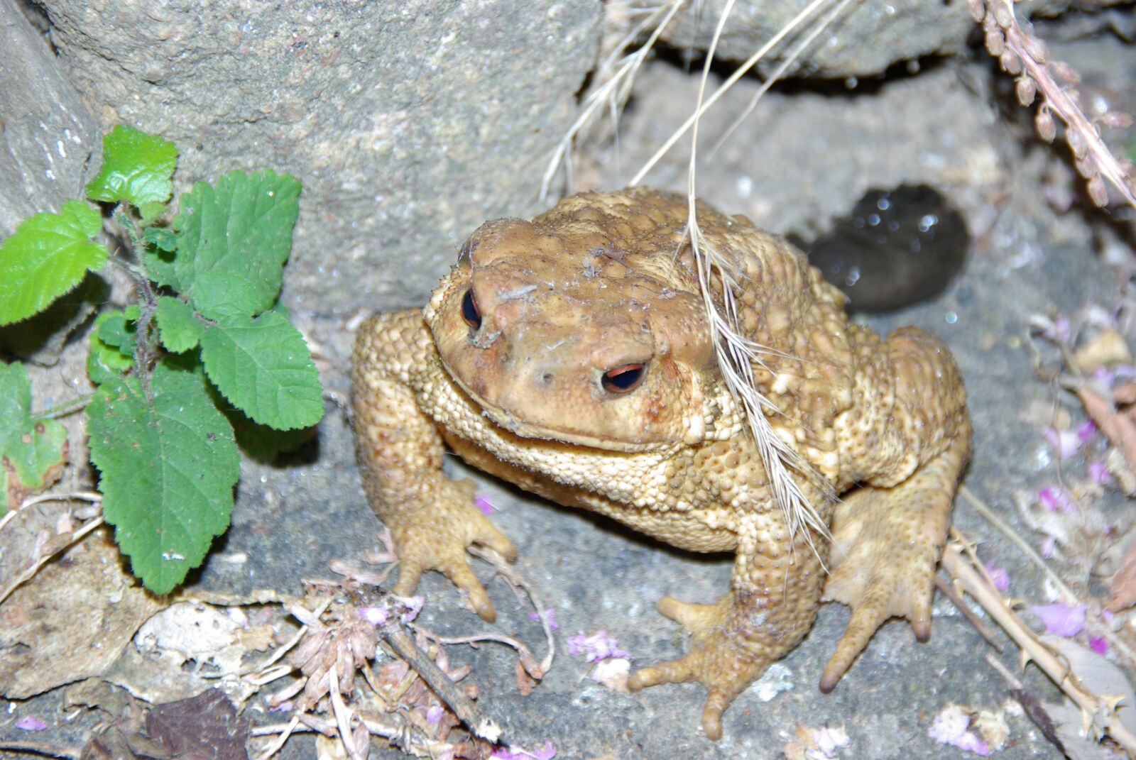 Pentax K10D sample photo. Frog, amphibian, portugal photography