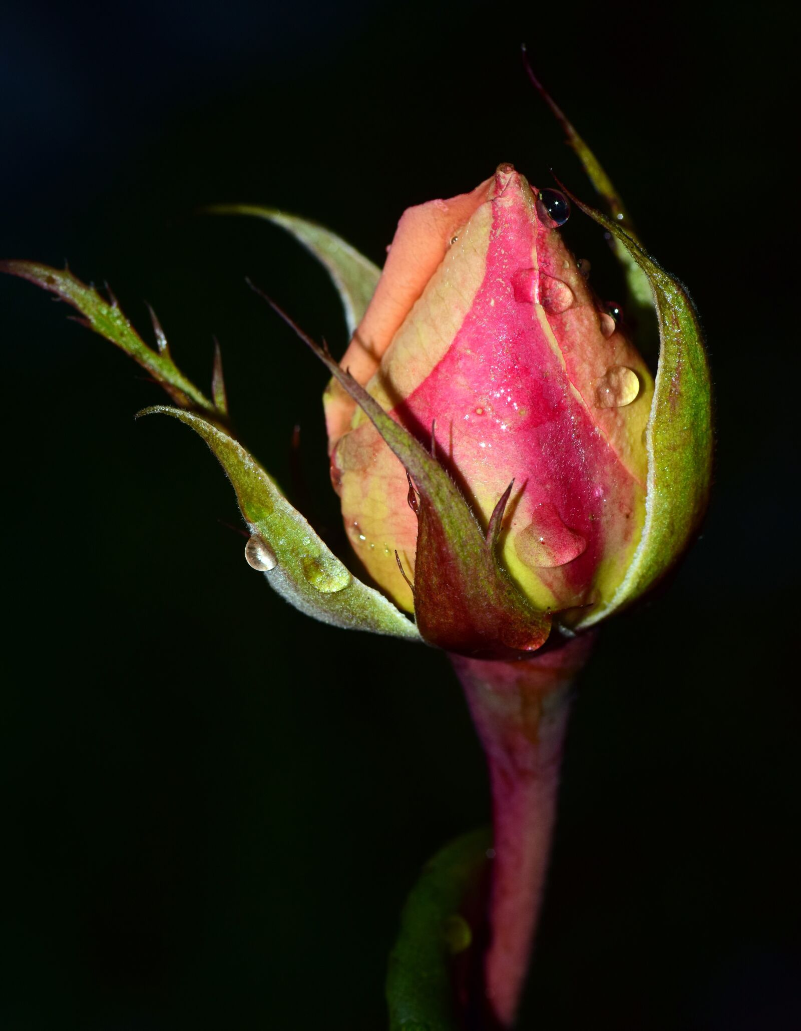 Nikon D3300 sample photo. Rose, moist, wet photography