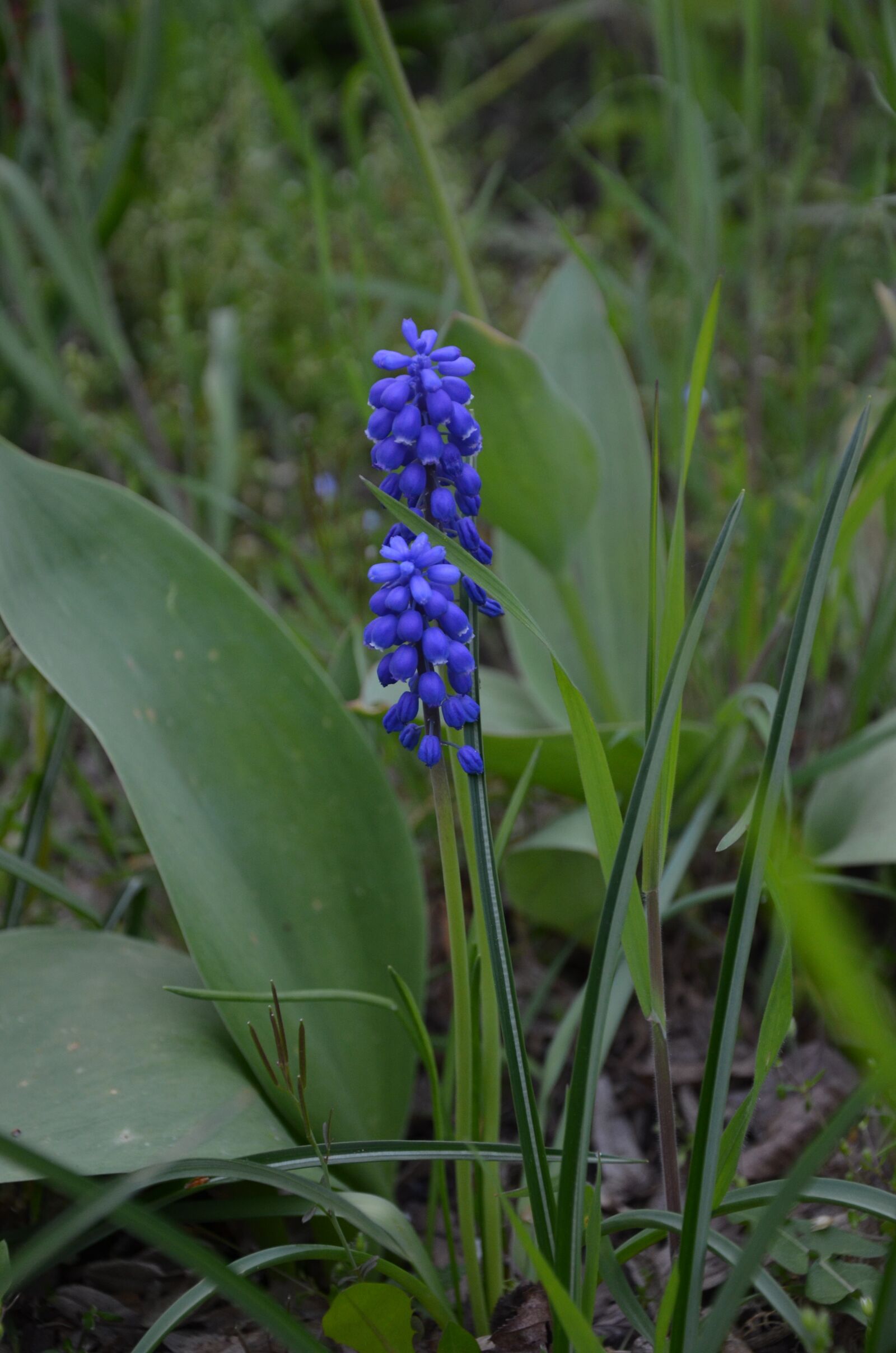 Nikon D5100 sample photo. Muscari, blue, spring photography