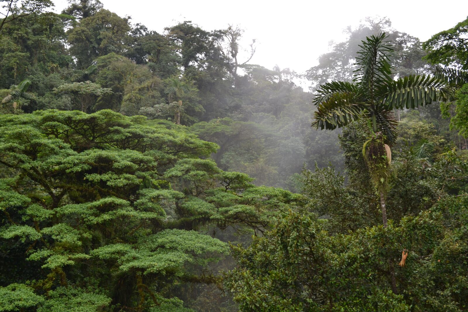 Nikon D3100 sample photo. Emergent layer, costa rica photography