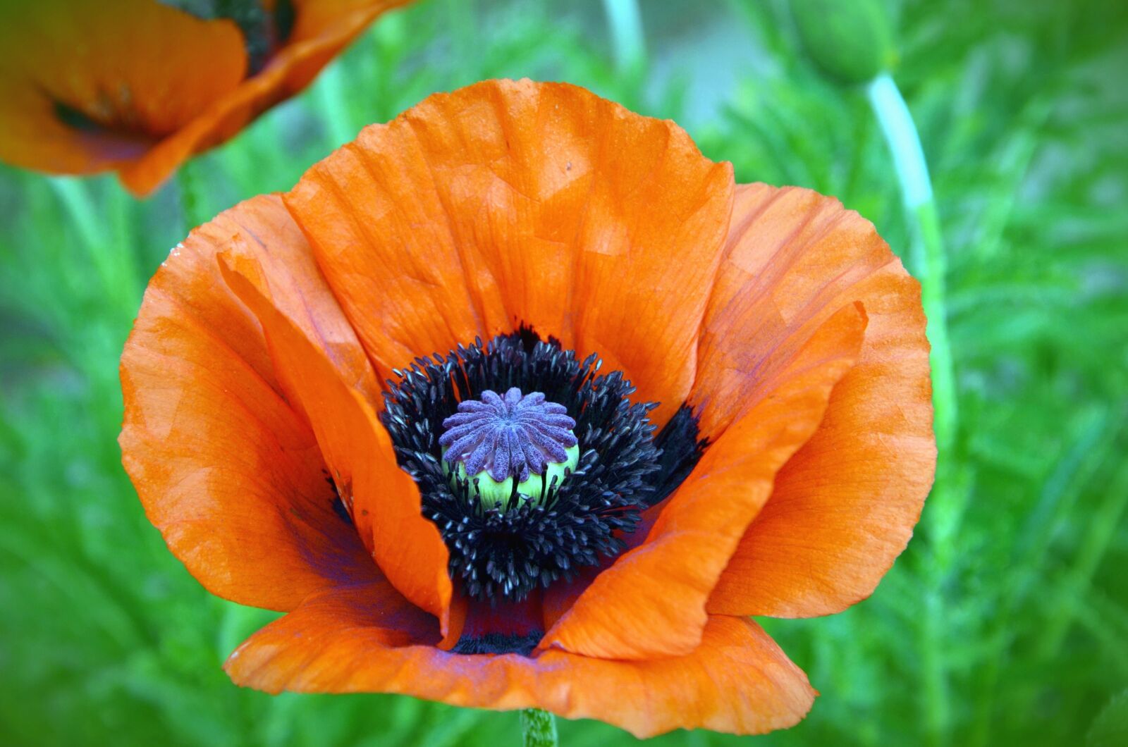 Nikon D5100 sample photo. Flower, petal, pistil, pollen photography