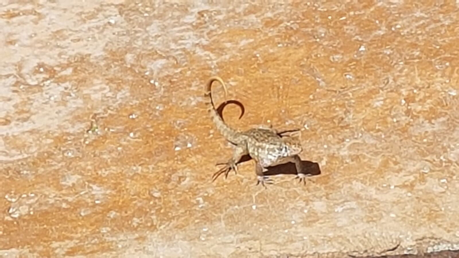 Samsung Galaxy S7 Edge sample photo. Lizard, mexico, holiday photography