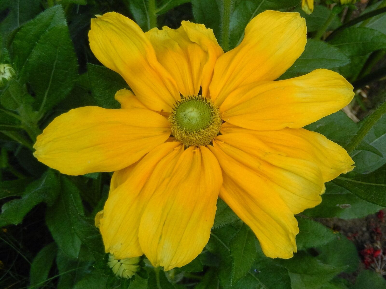 Nikon Coolpix S9500 sample photo. Flower, yellow, summer photography