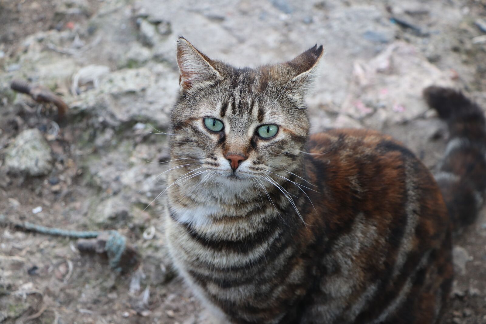 Canon EOS 77D (EOS 9000D / EOS 770D) sample photo. Cat, beautiful, animal photography