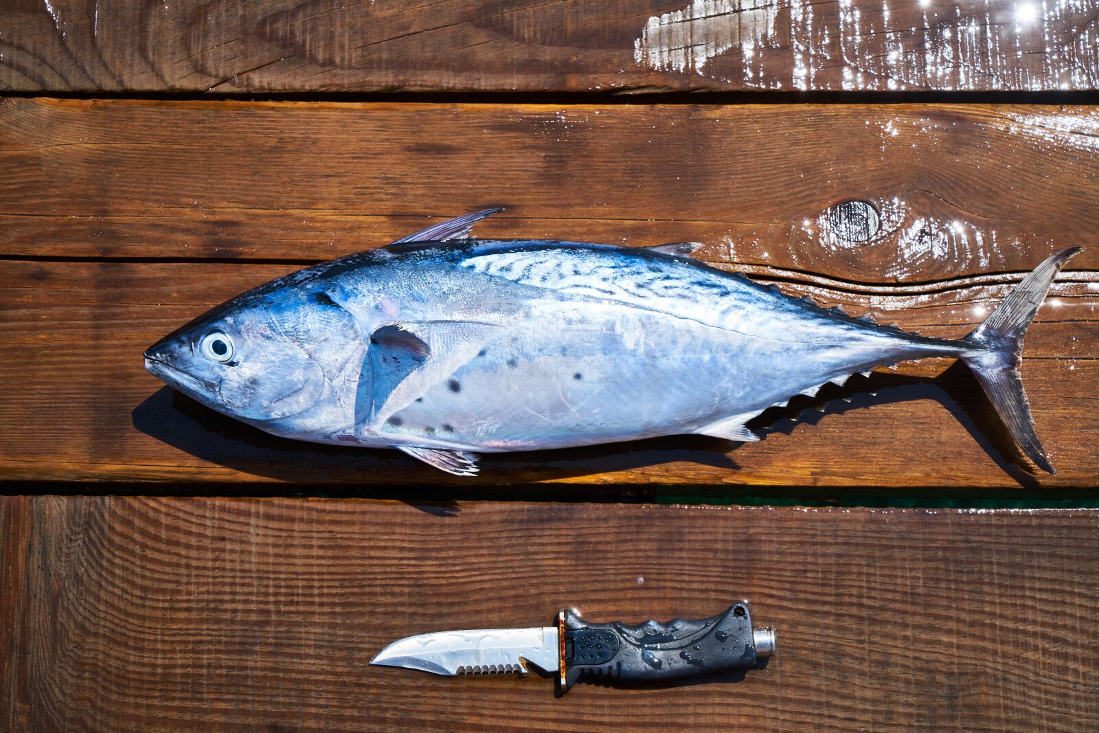 Sony a7R II sample photo. Fish, knife, hack photography