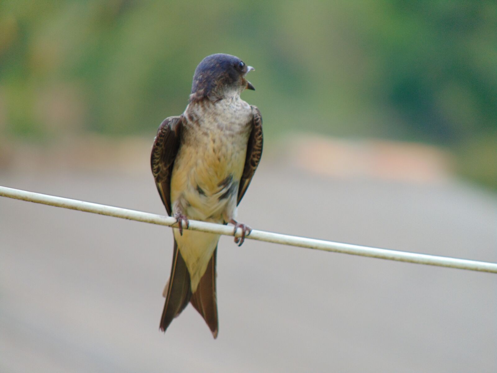 Sony Cyber-shot DSC-H300 sample photo. Bird, swallow, animal photography