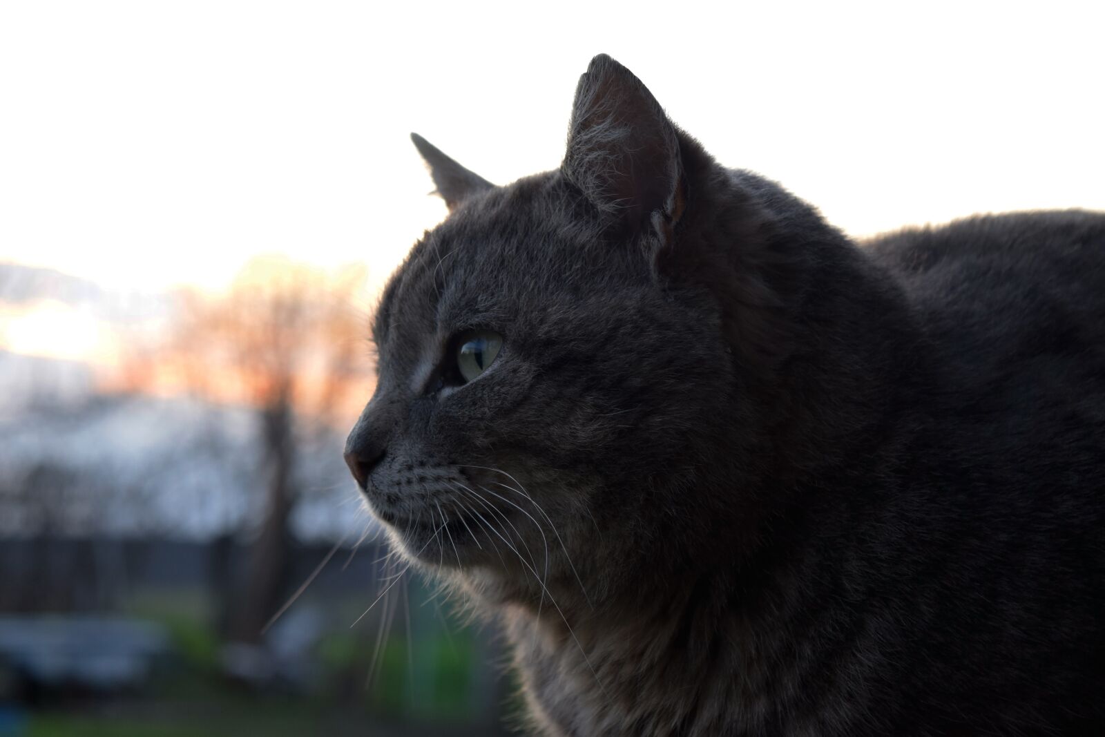 Nikon D5300 sample photo. Cat, portrait, pet photography