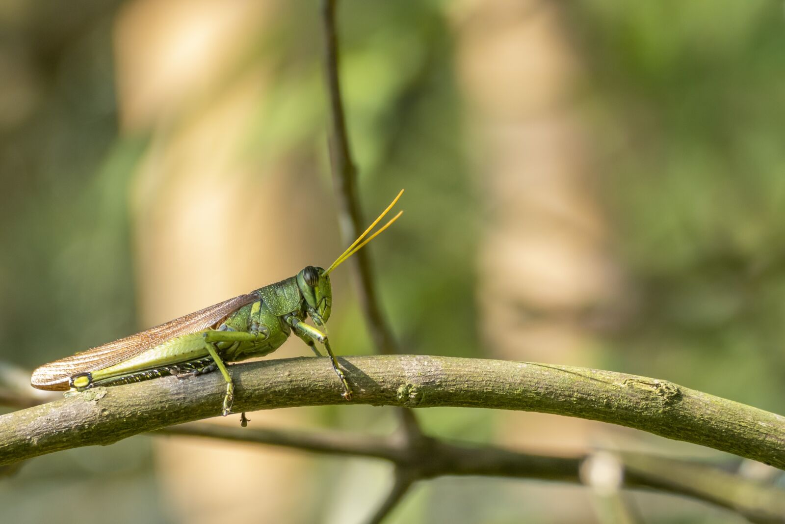 Panasonic Lumix DMC-FZ1000 sample photo. Grasshopper, tree, insect photography