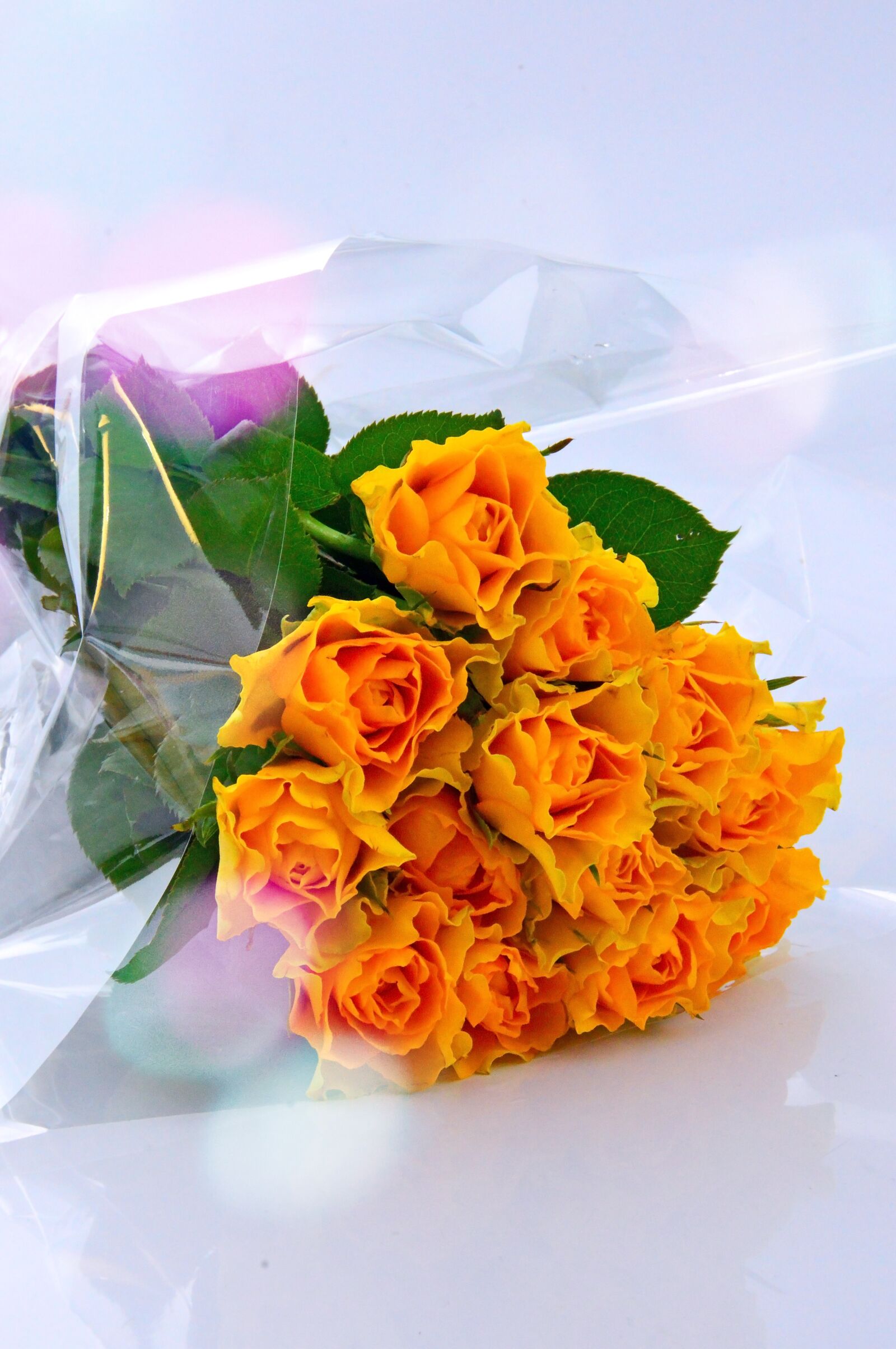 Nikon D3200 sample photo. Color, celebration, flower photography
