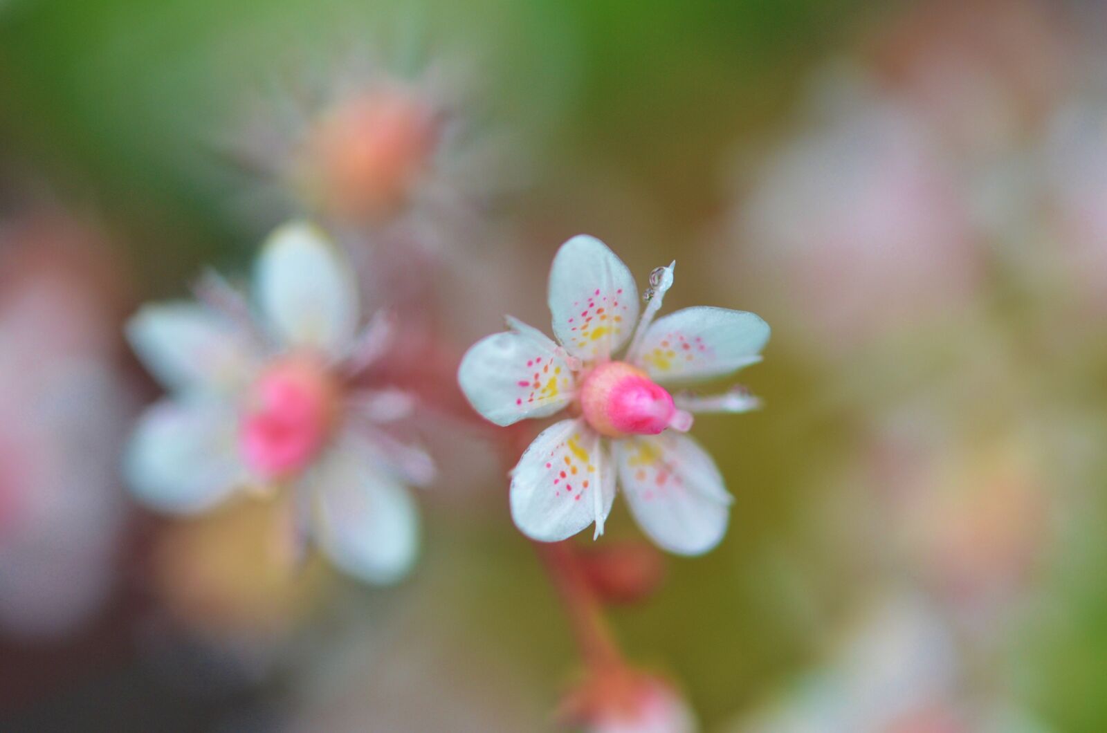 Nikon D7000 sample photo. Flower, natur, spring photography