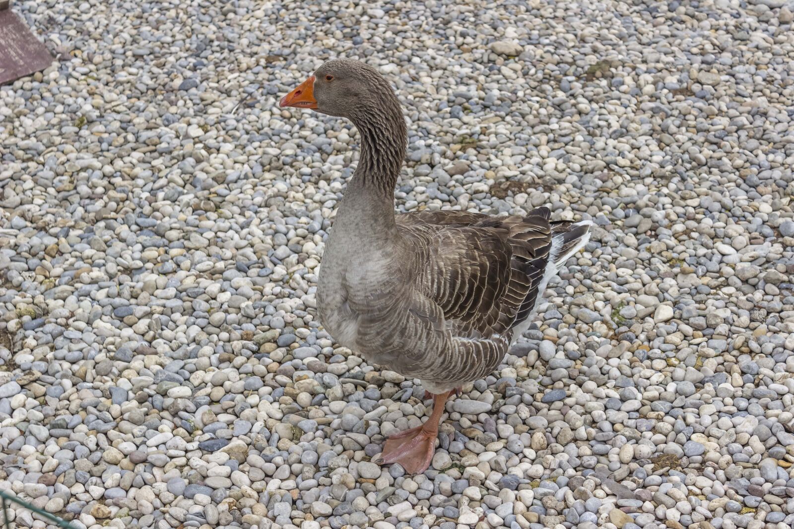 Canon EOS 600D (Rebel EOS T3i / EOS Kiss X5) sample photo. Goose, grey, poultry photography