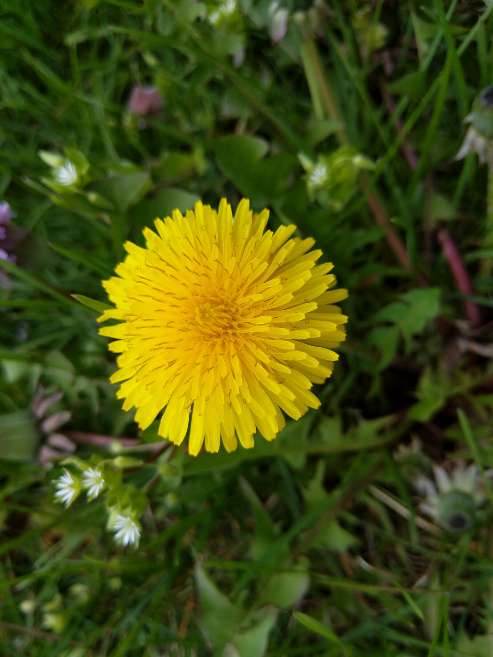 Google Pixel 2 sample photo. Nature, flower, plant photography