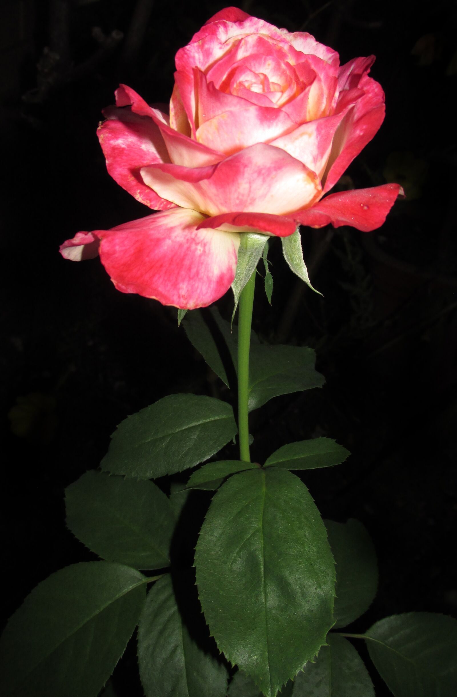 Canon PowerShot SX170 IS sample photo. Flower, rose, stem photography