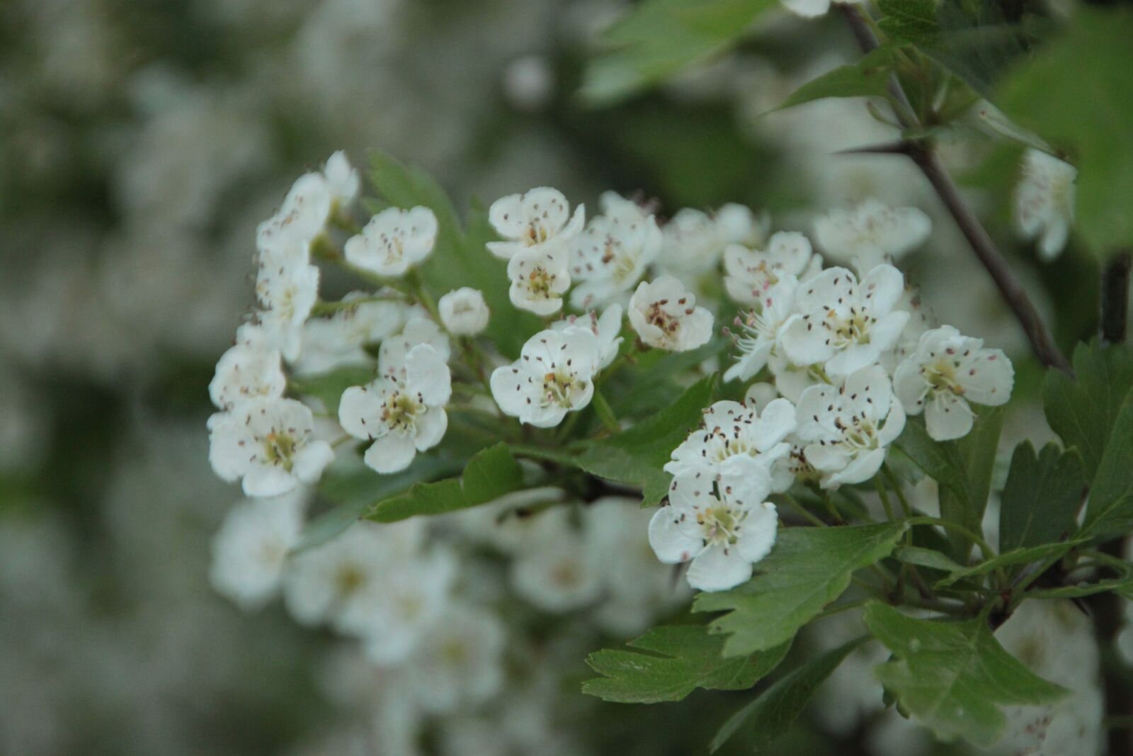 Canon EOS 500D (EOS Rebel T1i / EOS Kiss X3) sample photo. Flowers, nature, spring photography