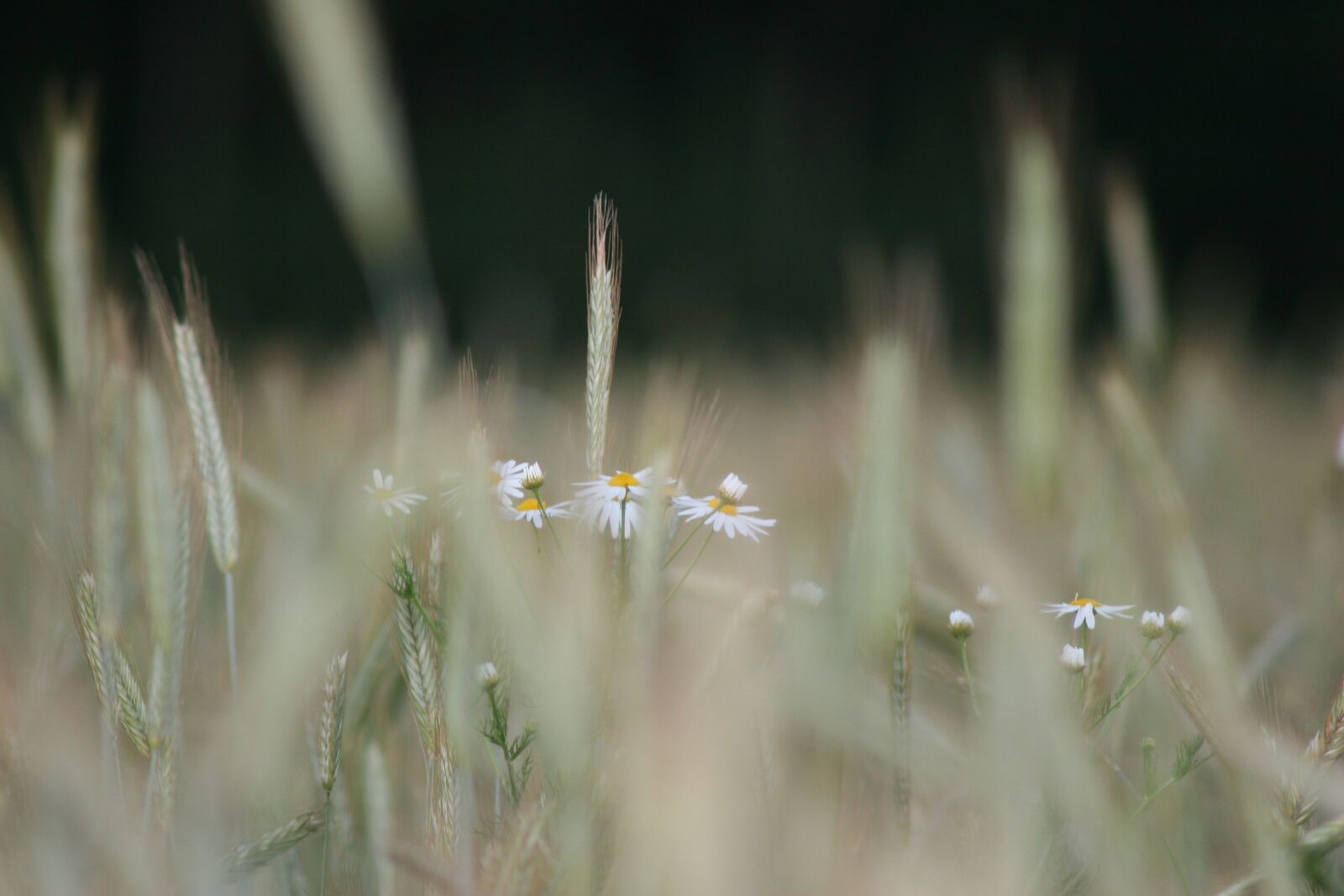 Canon EOS 20D sample photo. Chamomile, cornfield, agriculture photography