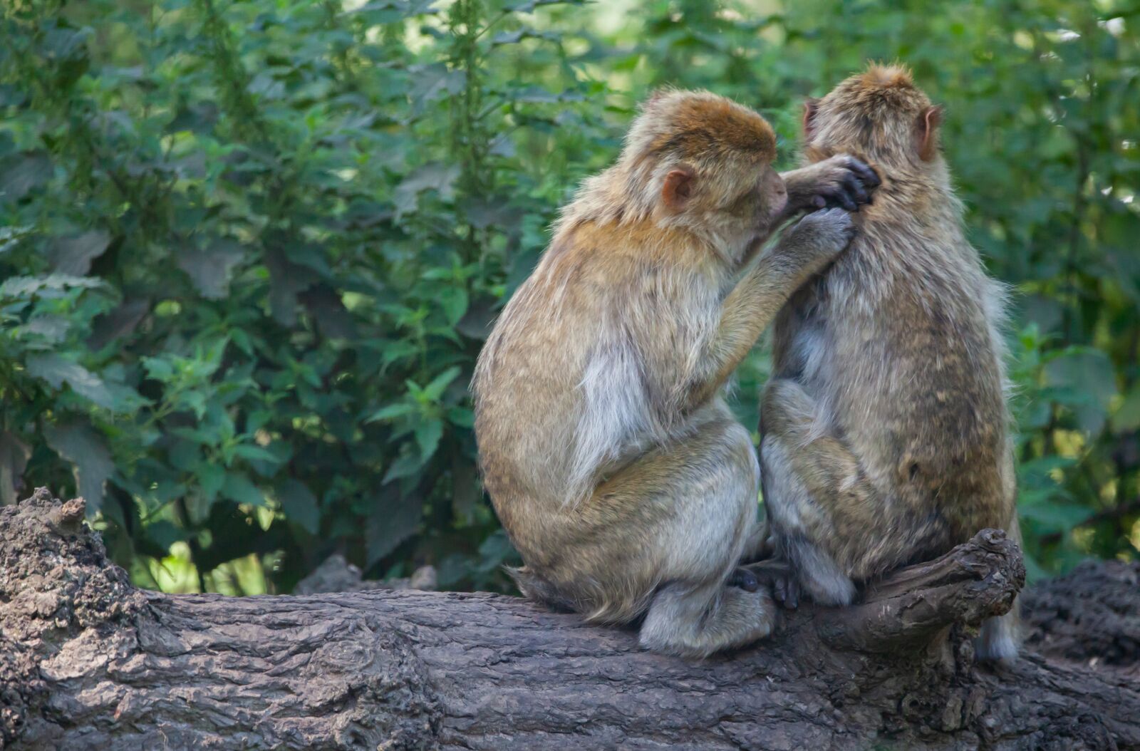 150-600mm F5-6.3 DG OS HSM | Contemporary 015 sample photo. Barbary macaque, juvenile barbary photography