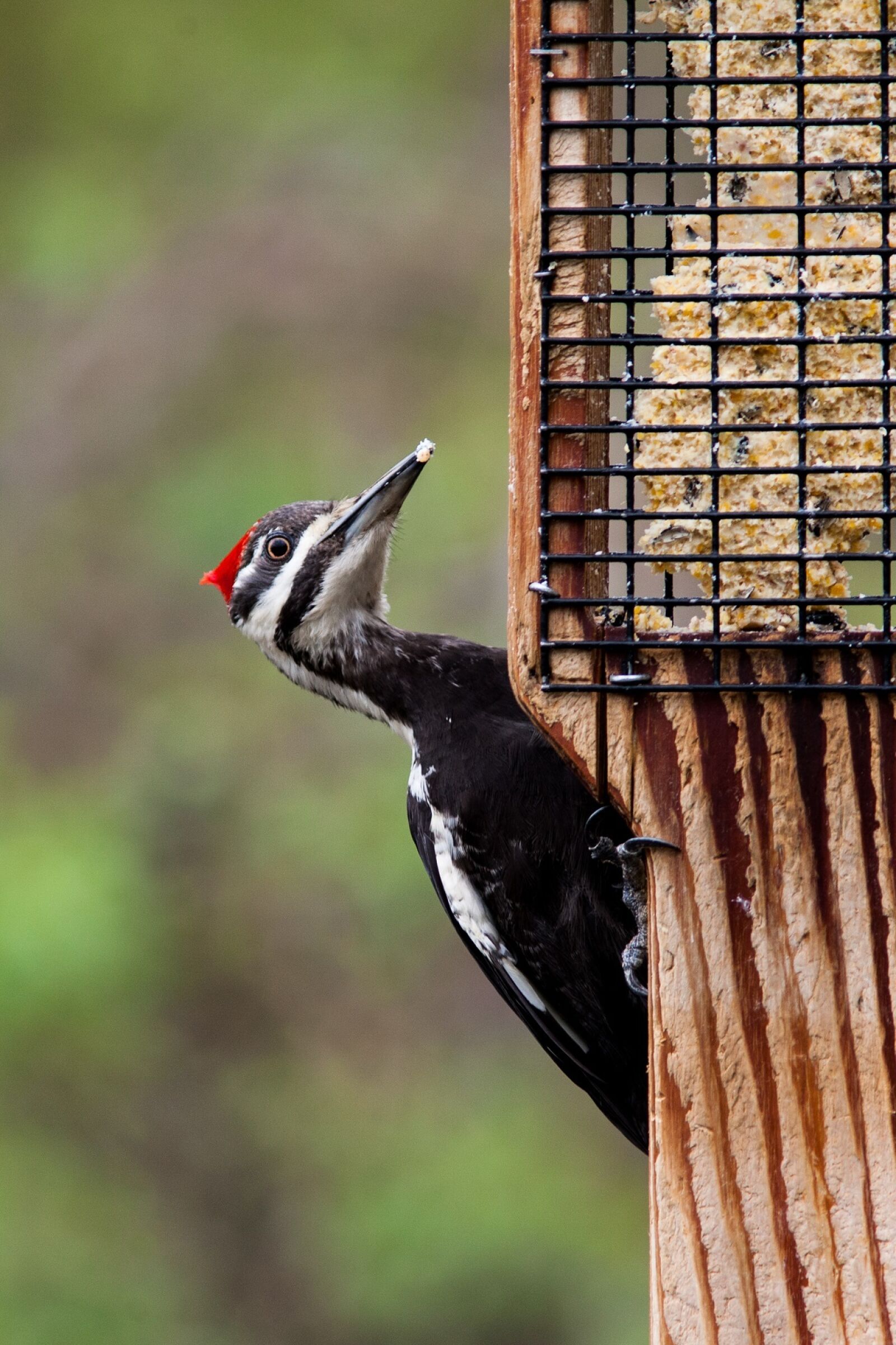 Canon EF 300mm F4L IS USM sample photo. Pileated woodpecker, bird, wildlife photography