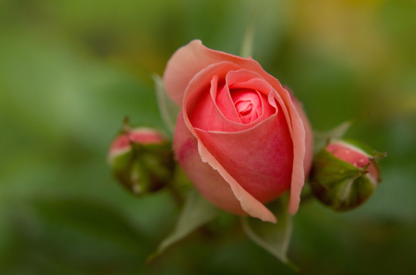 Nikon D7000 sample photo. Rose, bud, buds photography