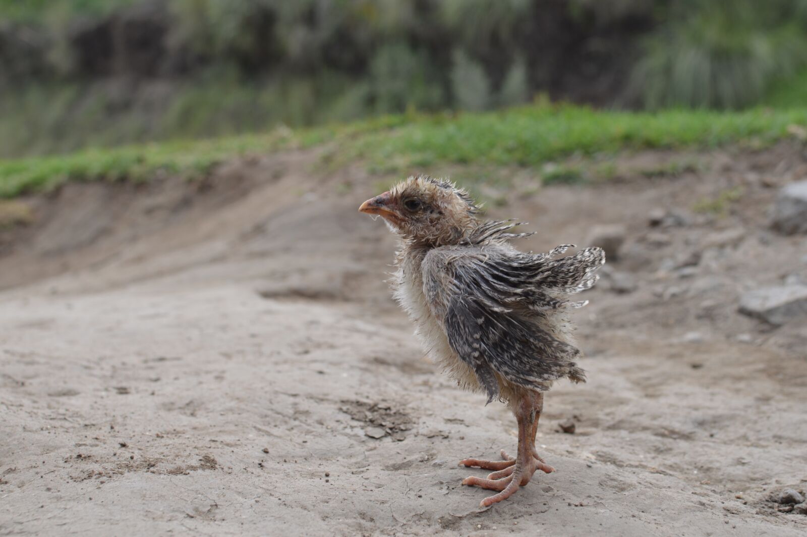 Nikon D3200 sample photo. Chicken, cold, feathers photography