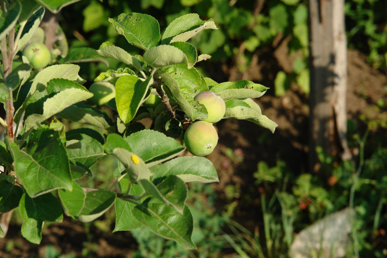 Sony DSC-R1 sample photo. Apples, apple tree, green photography
