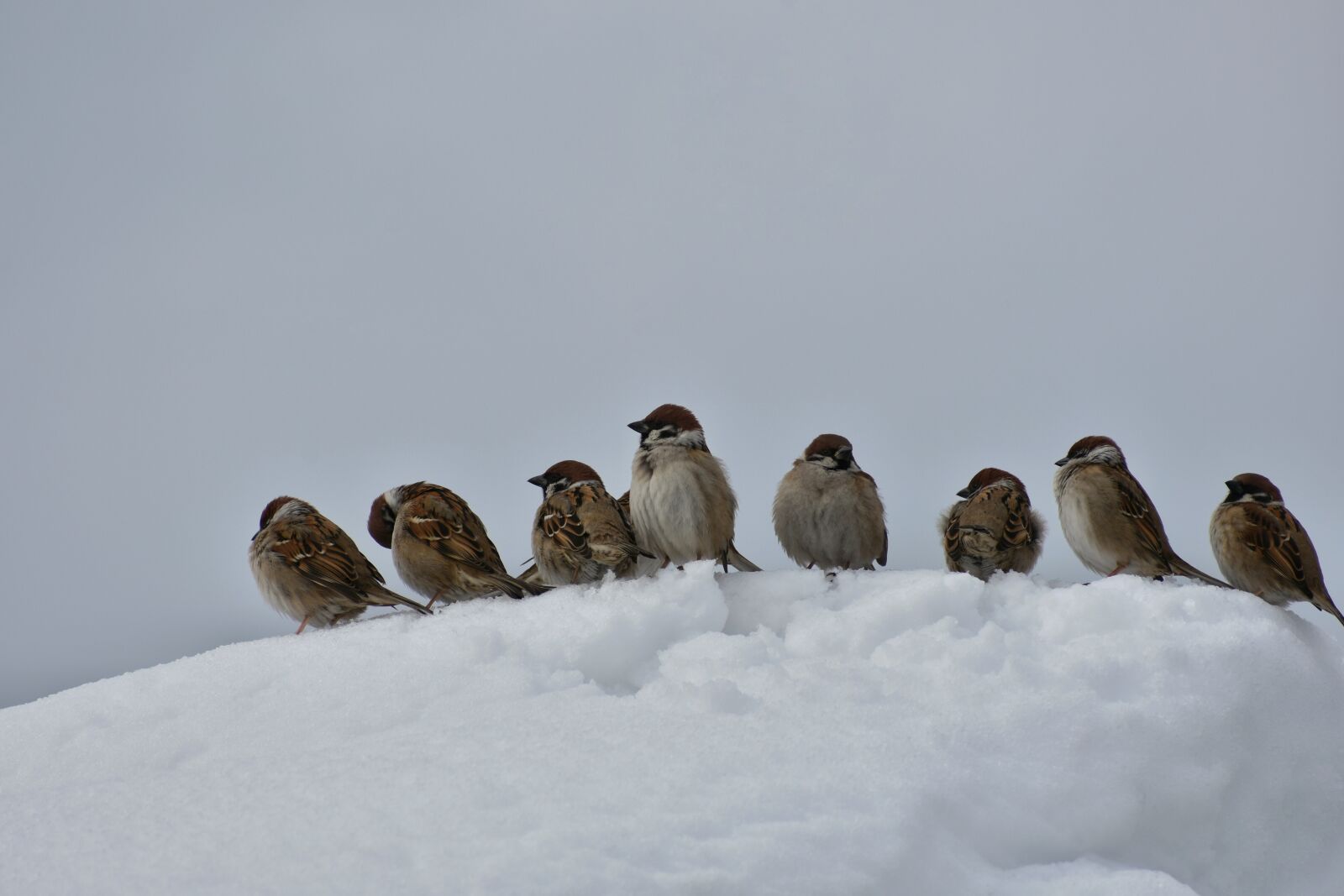 Nikon D7200 sample photo. Animal, bird, wild birds photography