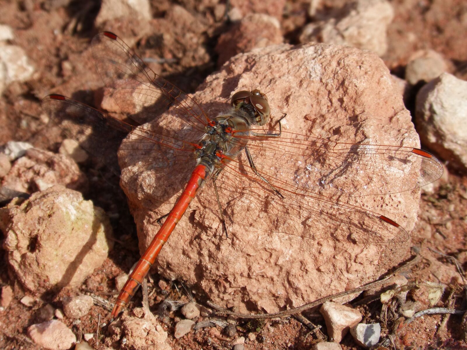 Panasonic DMC-FZ62 sample photo. Dragonfly, red, detail photography