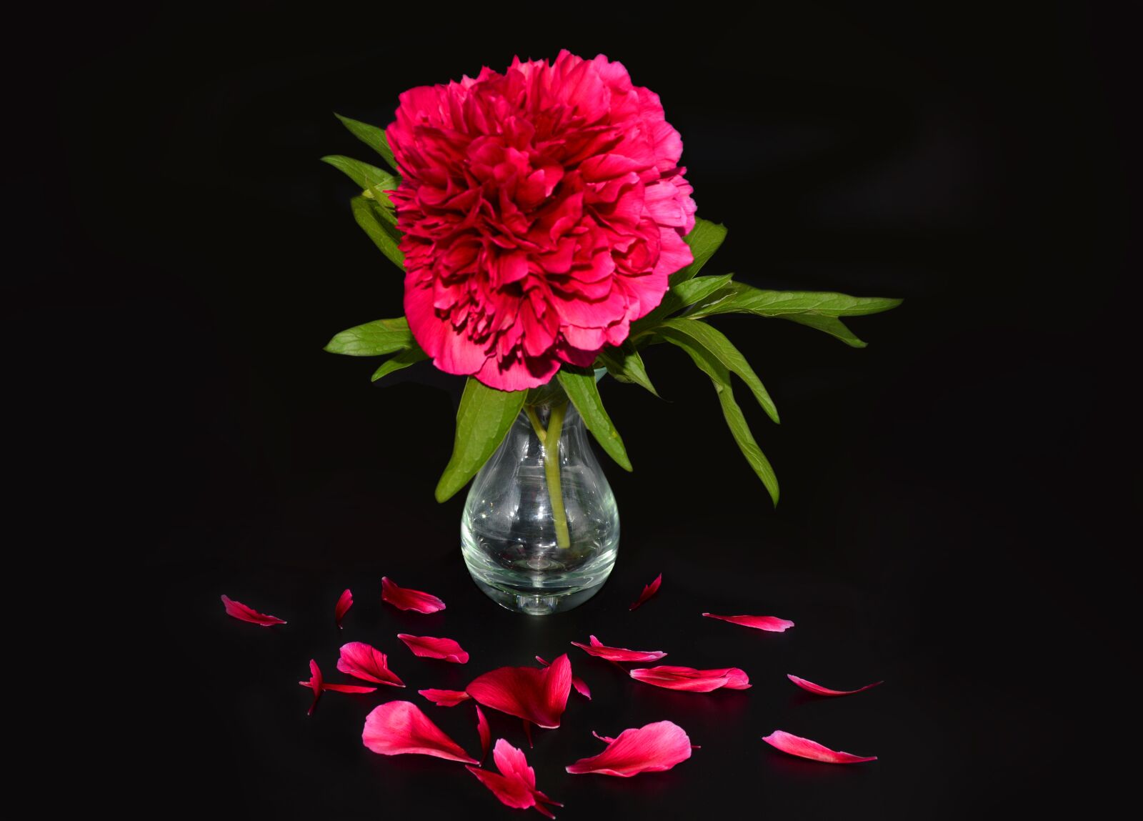 Nikon D3200 sample photo. Common peony, peony, vase photography