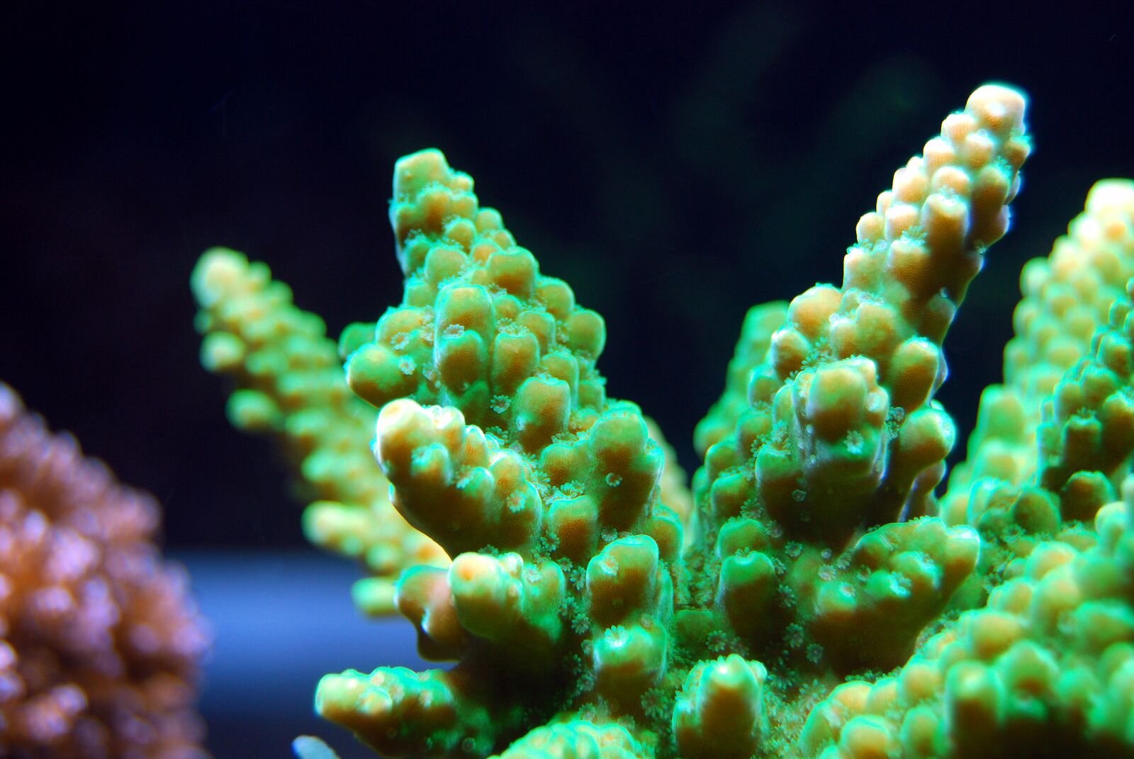 Nikon D40X sample photo. Coral, reef, sea photography