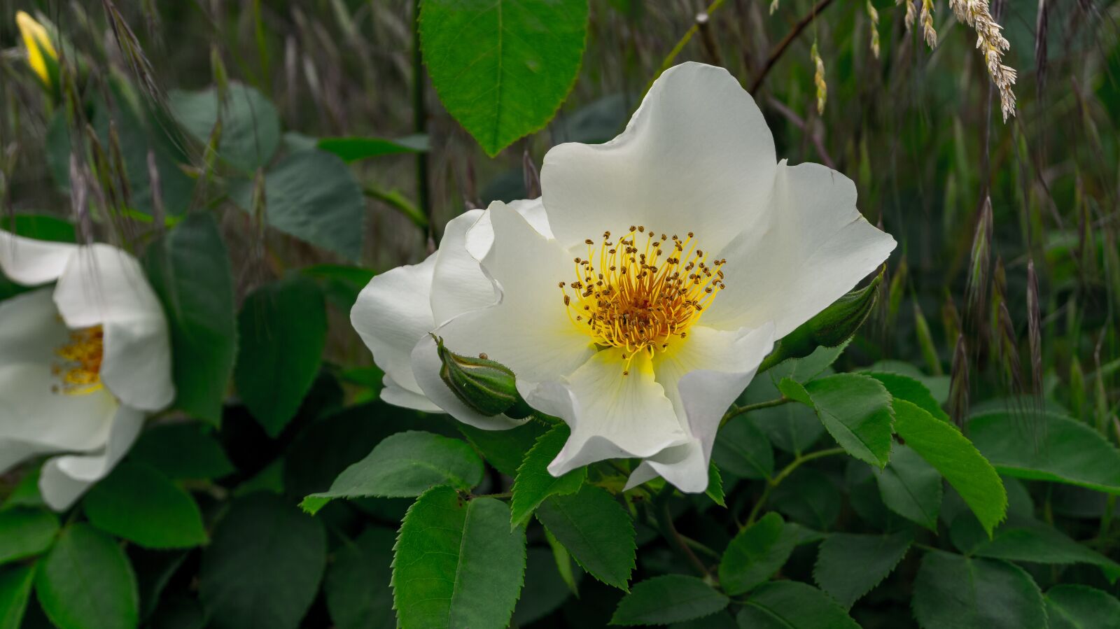 Sony Alpha a5000 (ILCE 5000) sample photo. Flower, blossom, bloom photography