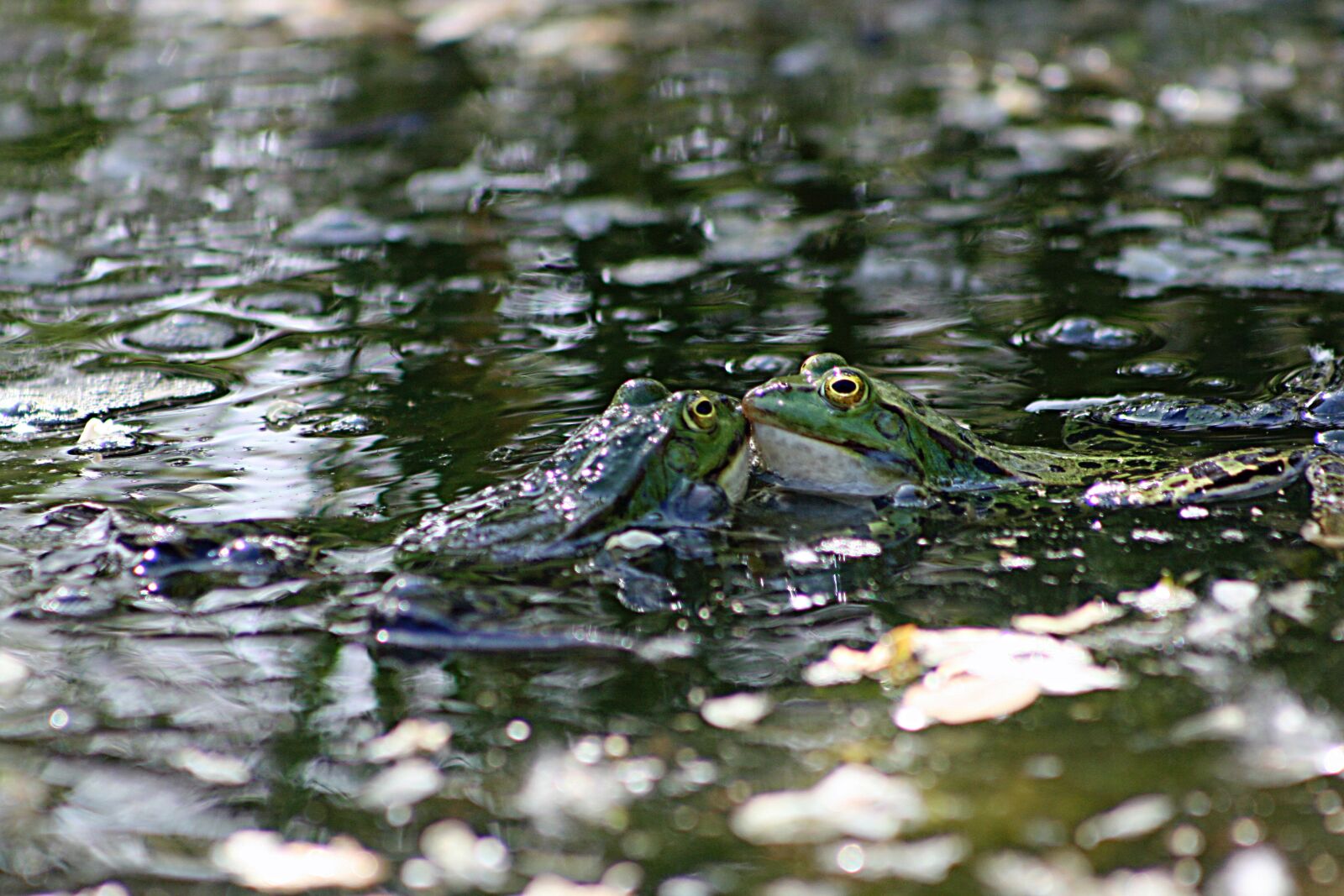 Canon EOS 400D (EOS Digital Rebel XTi / EOS Kiss Digital X) sample photo. Frog, frogs, water photography