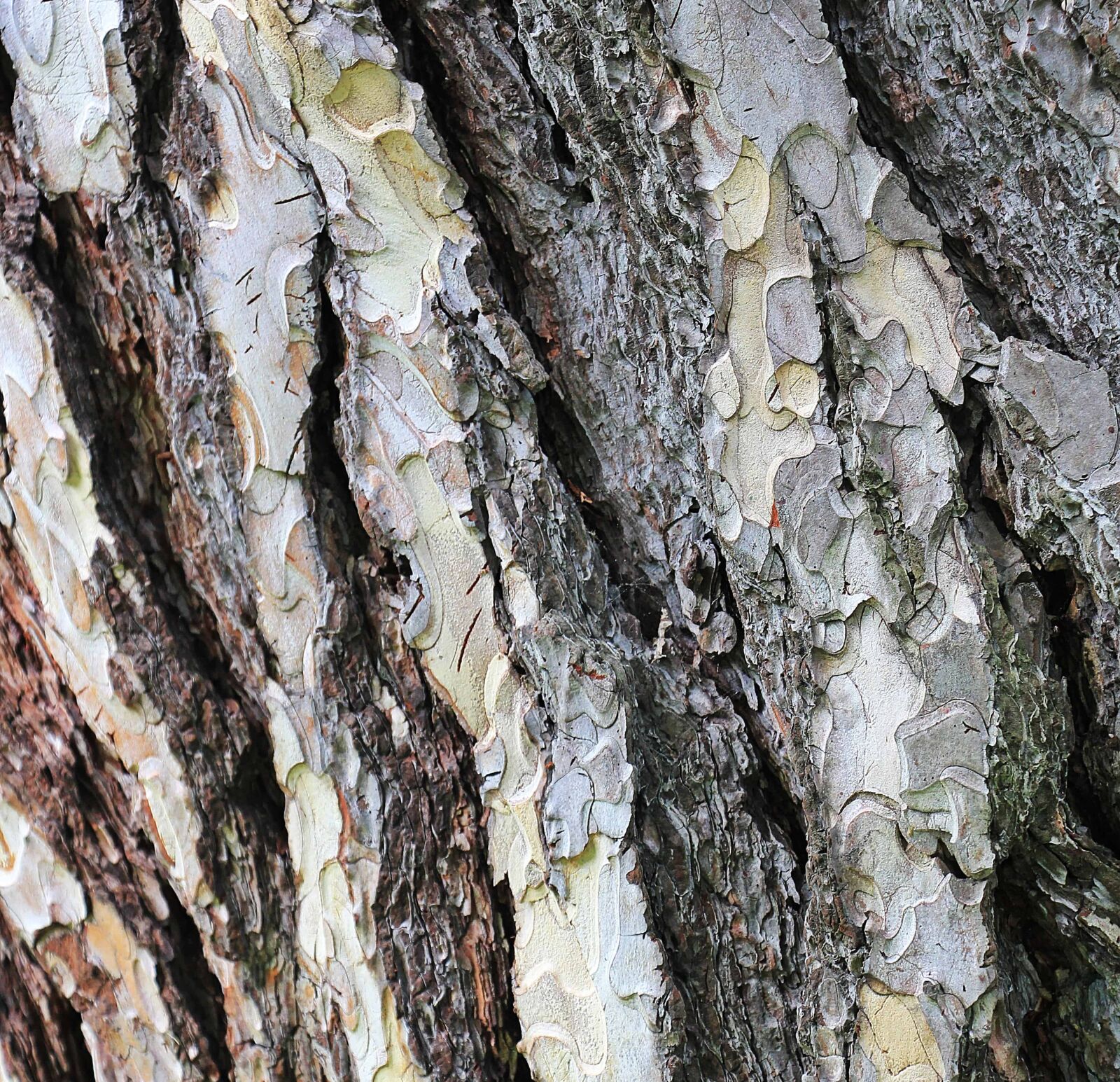 Canon EOS 550D (EOS Rebel T2i / EOS Kiss X4) sample photo. Tree, texture, nature, bark photography