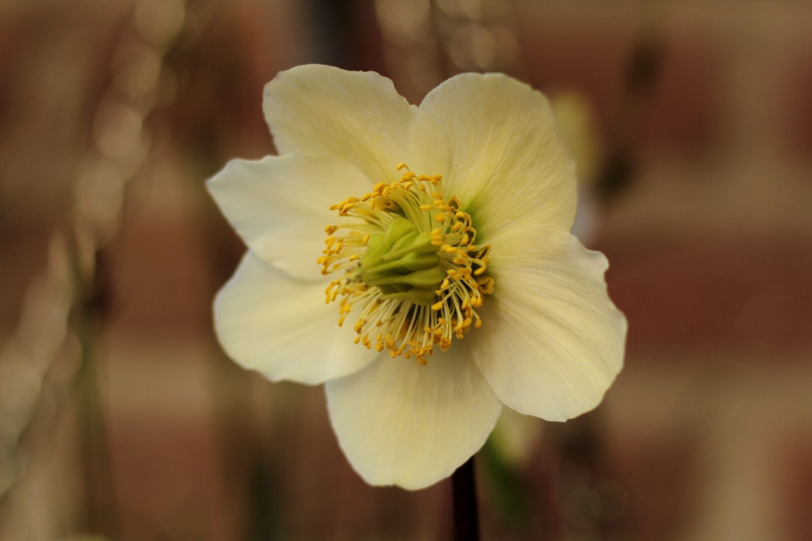 Canon EF 50mm F1.8 STM sample photo. Helleborus, christmas rose, white photography