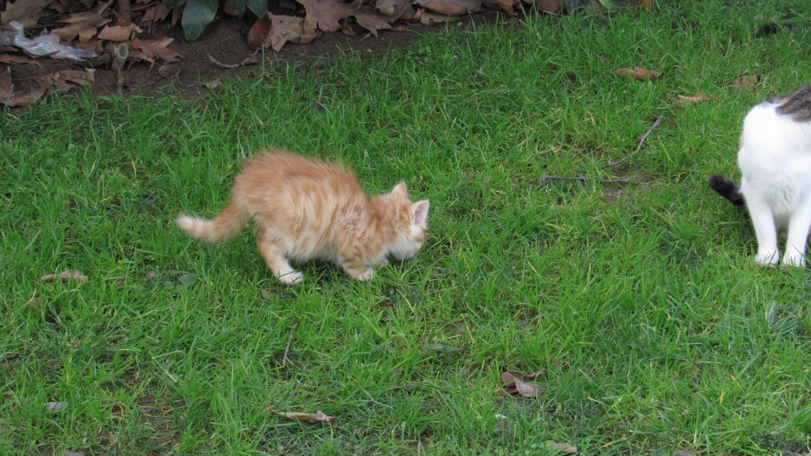 Canon PowerShot SX520 HS sample photo