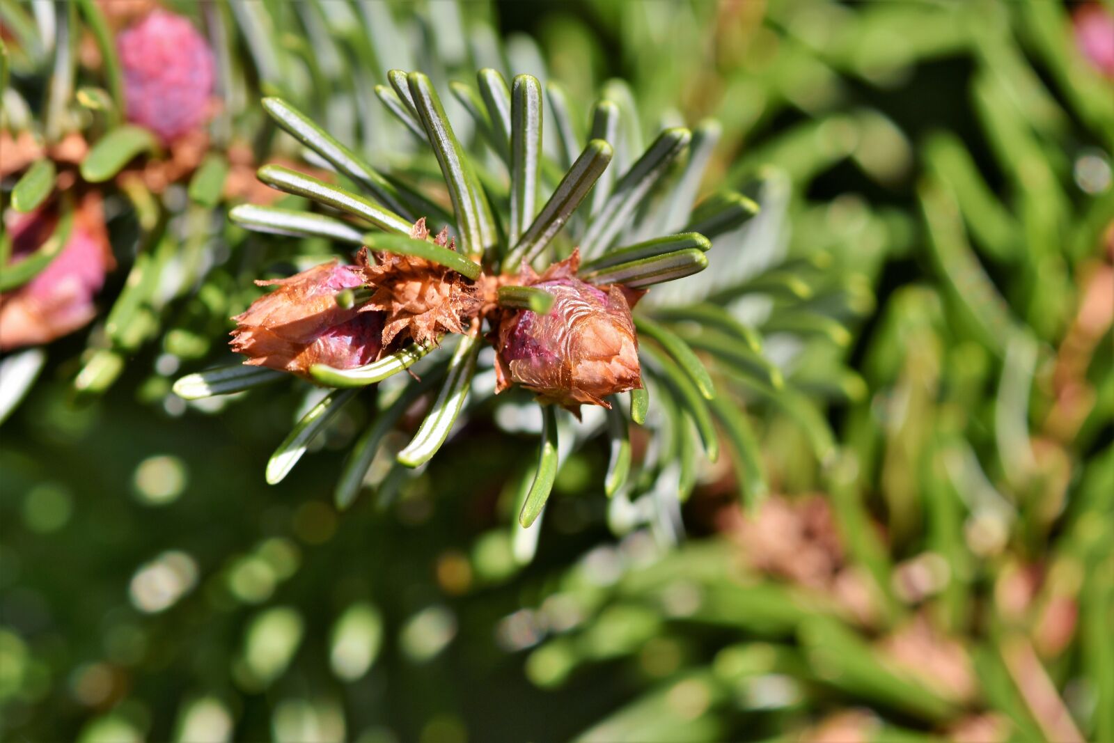 Nikon D7200 sample photo. Pine branch, engine, needles photography