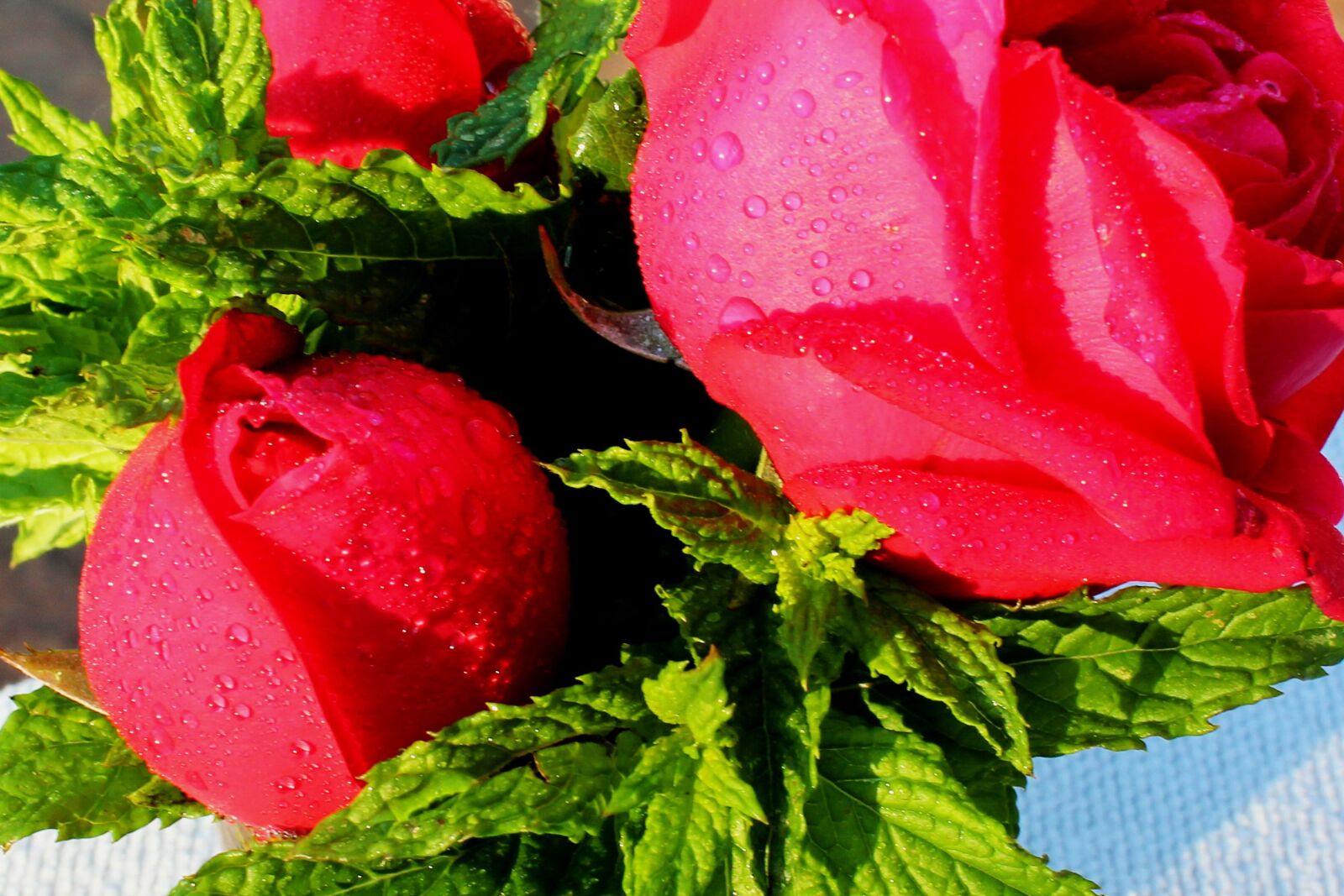 Canon EOS 1200D (EOS Rebel T5 / EOS Kiss X70 / EOS Hi) sample photo. Roses, peppermint, flowers photography