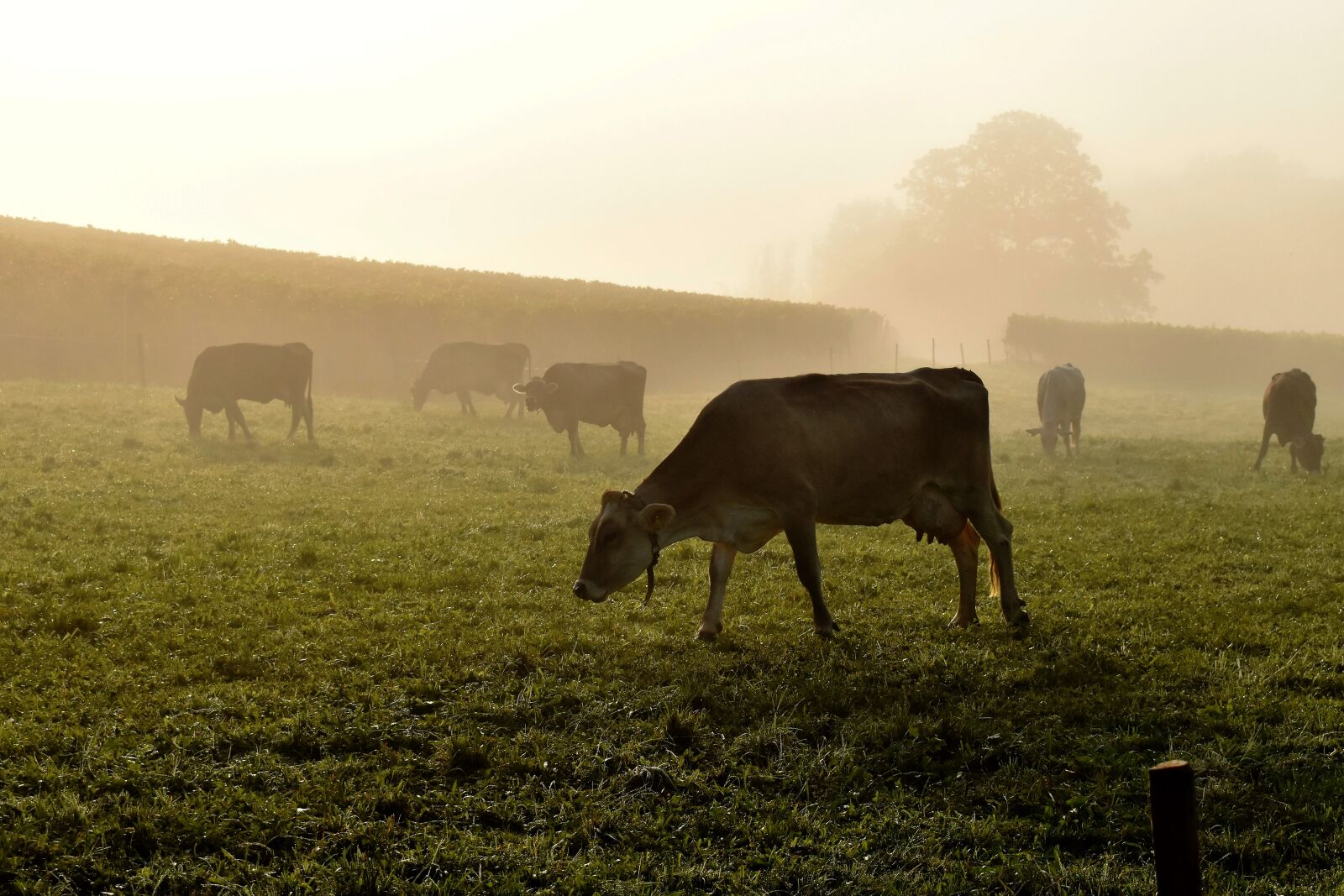 Nikon D5500 sample photo. Cows, pasture, meadow photography