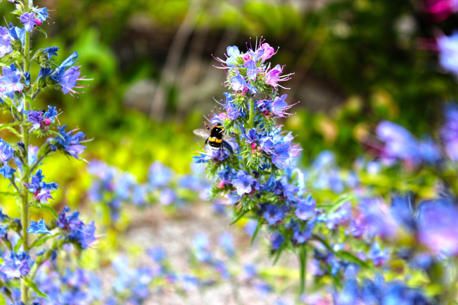 Canon EOS 600D (Rebel EOS T3i / EOS Kiss X5) sample photo. Flower, outdoors, daylight photography